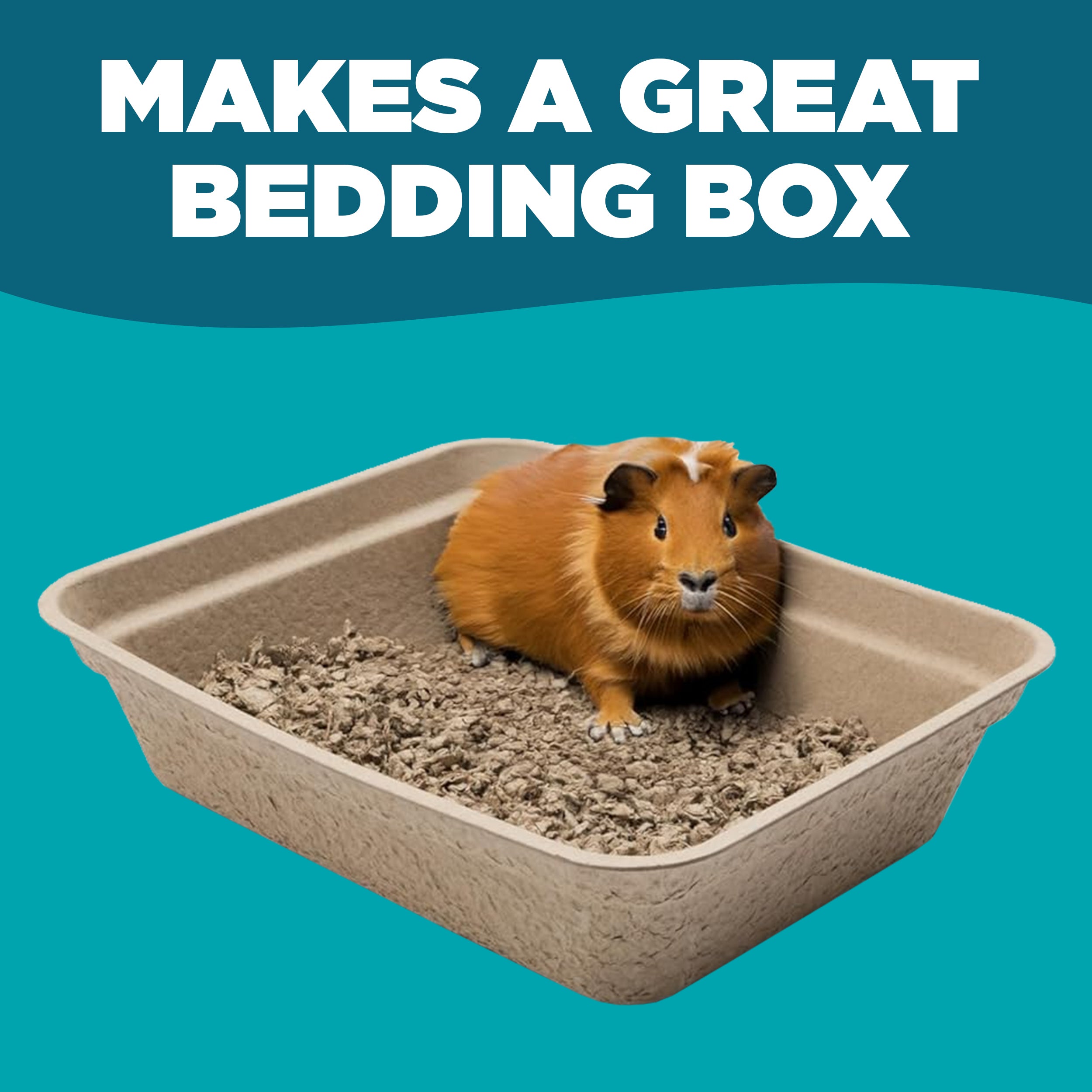 A single monstera leaf in a clear glass vase against a white background.