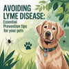 Avoiding Lyme Disease: Essential Prevention Tips for Your Pets