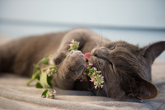 Catnip: The Fun Herb that Drives Cats Wild!