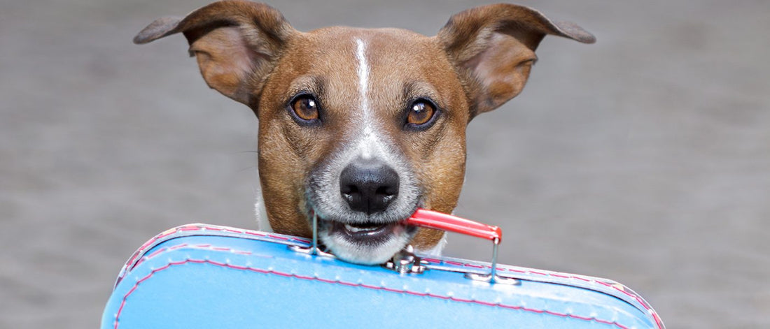 Tips for traveling with your pets picture of dog holding suitcase