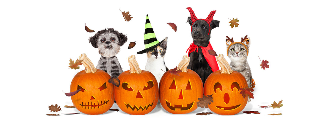 Halloween Tips for Pet Owners: Keeping Your Furry Friends Safe and Happy