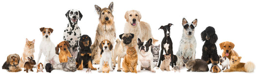 Choosing the Best Pet for Your Family: A Guide to Finding the Perfect Match