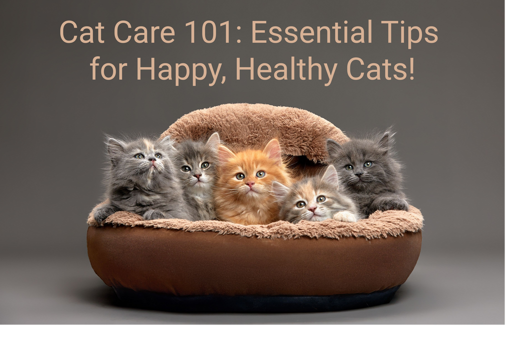 Cat Care 101: Essential Tips for Happy, Healthy Cats