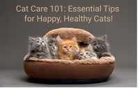 Cat Care 101: Essential Tips for Happy, Healthy Cats