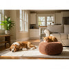 Hidden Household Dangers That Could Hurt or Poison Your Pet (and How to Pet-Proof Your Home)
