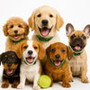 Dog Care 101: Essential Tips for a Happy, Healthy Pup
