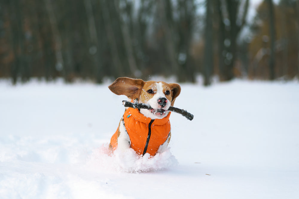 Winter Fun: Tips To Keep Furry Friends Safe! – Lumaka Pets