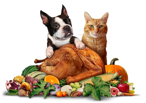 Thanksgiving Food Safety for Pets: Keeping Your Furry (and Scaly!) Friends Healthy and Happy