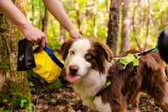 Gallatin Lightweight Collapsible Dog Bowl