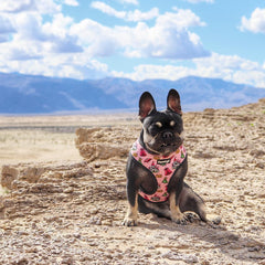 Fairytail Reversible Harness