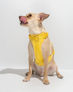 Luxe Harness - Soleil