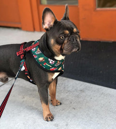 Lumbersnack Reversible Harness